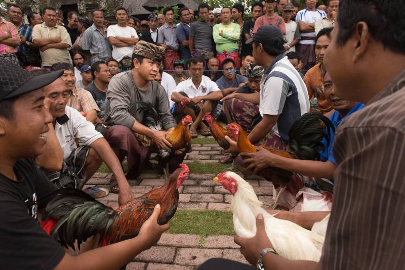 Cách chăm sóc và huấn luyện gà