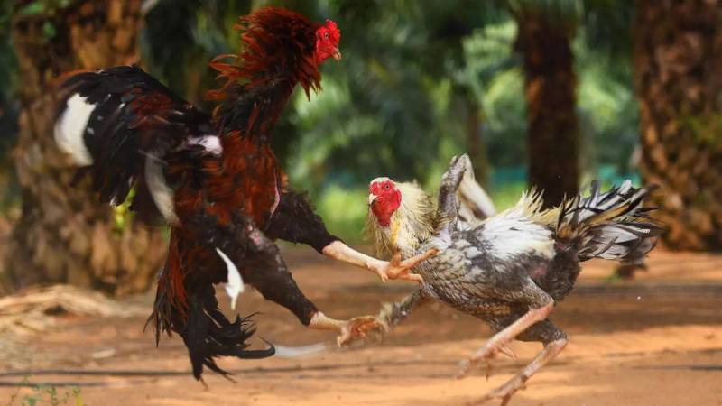 Khả năng chiến đấu và kỹ năng chiến đấu