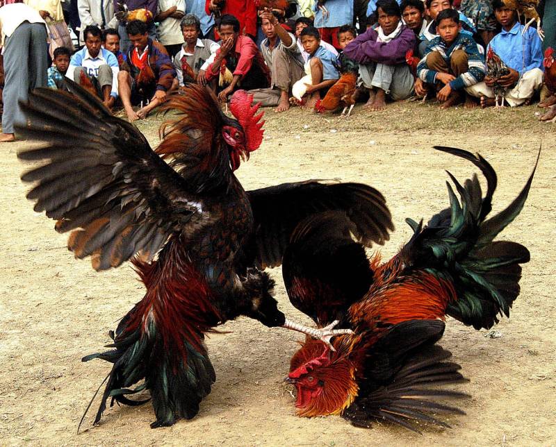 Kinh nghiệm thi đấu