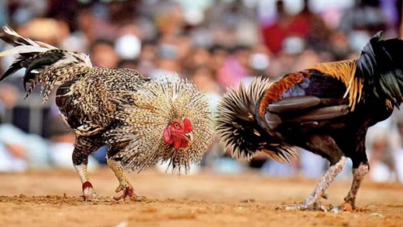 Lối đá và phong cách chiến đấu