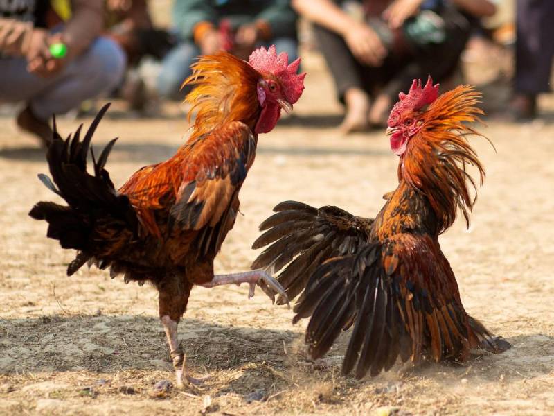 Tâm lý thi đấu vững vàng