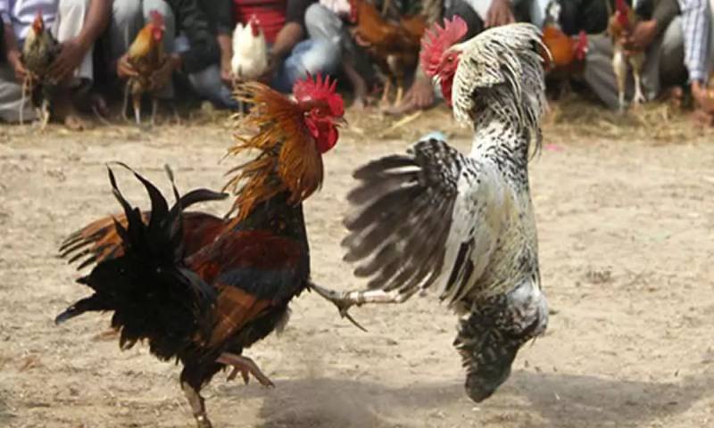 Thể trạng và sức khỏe của gà đá mạnh