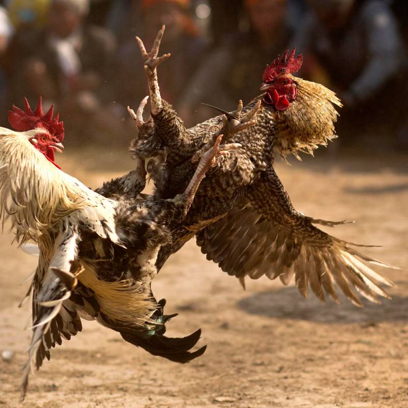 Tìm hiểu kỹ về chiến kê